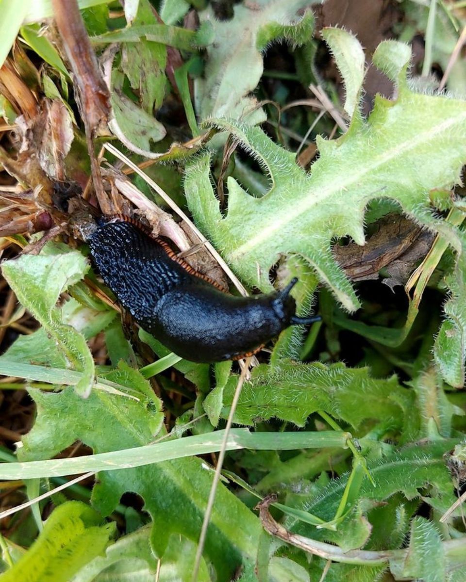 10 Effective Ways To Keep Slugs And Snails Out Of The Garden