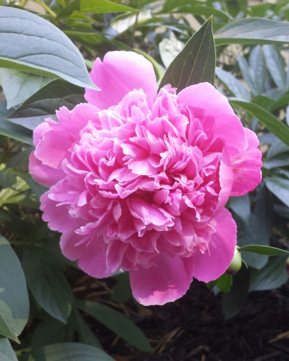 Discover The Low Maintenance Herb To Help Your Peonies Thrive