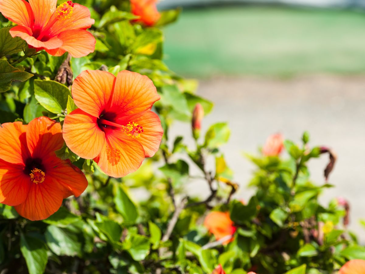 The right way to deadhead your hibiscus plants