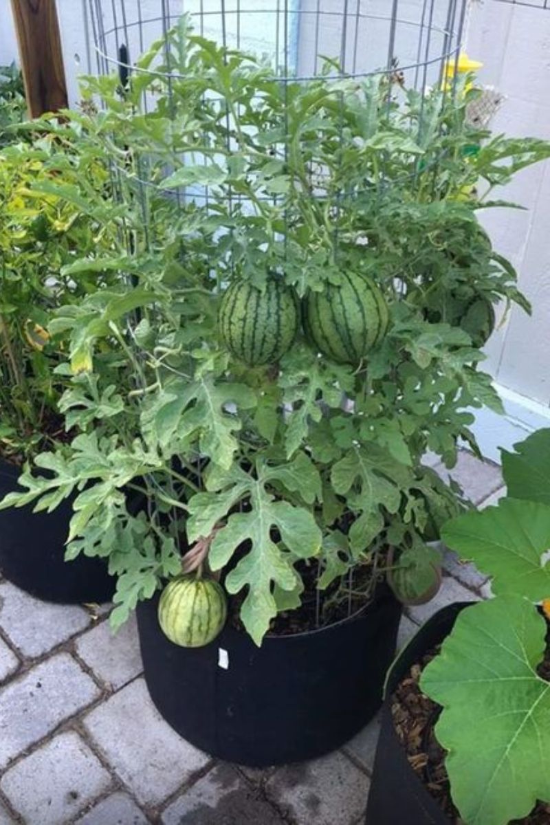 Grow Watermelons With Ease At Home In Containers Heres How 3477