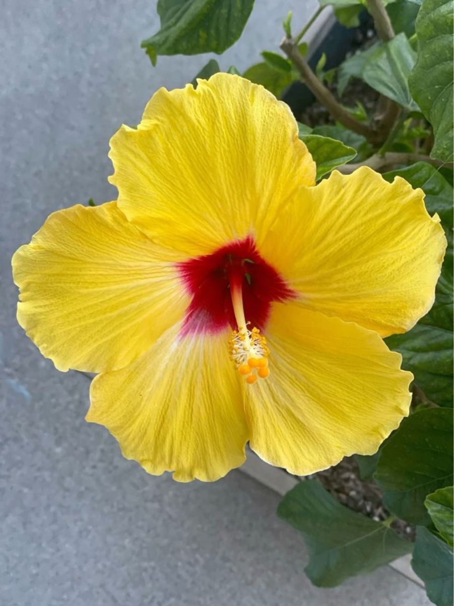 The right way to deadhead your hibiscus plants