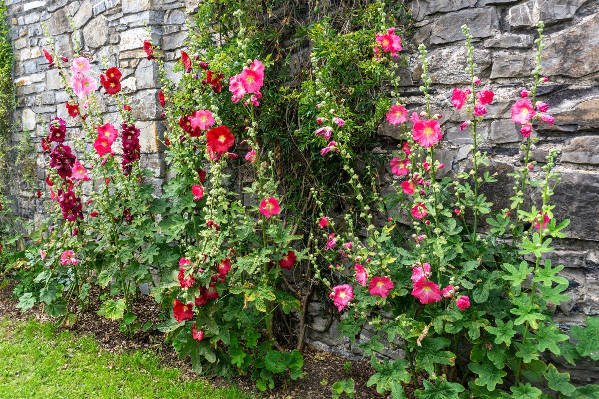 The Ultimate Guide To Planting & Growing Hollyhocks