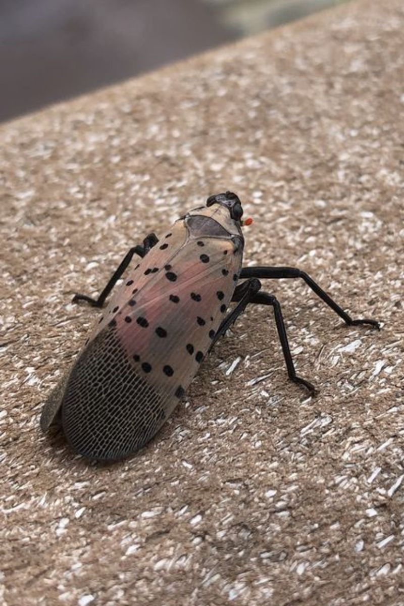 Lentil Insect If you spot this insect, officials say to kill it. Here's why
