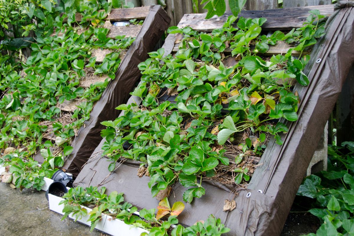 10 Ingenious Ways To Grow Strawberries And Get A Bountiful Harvest