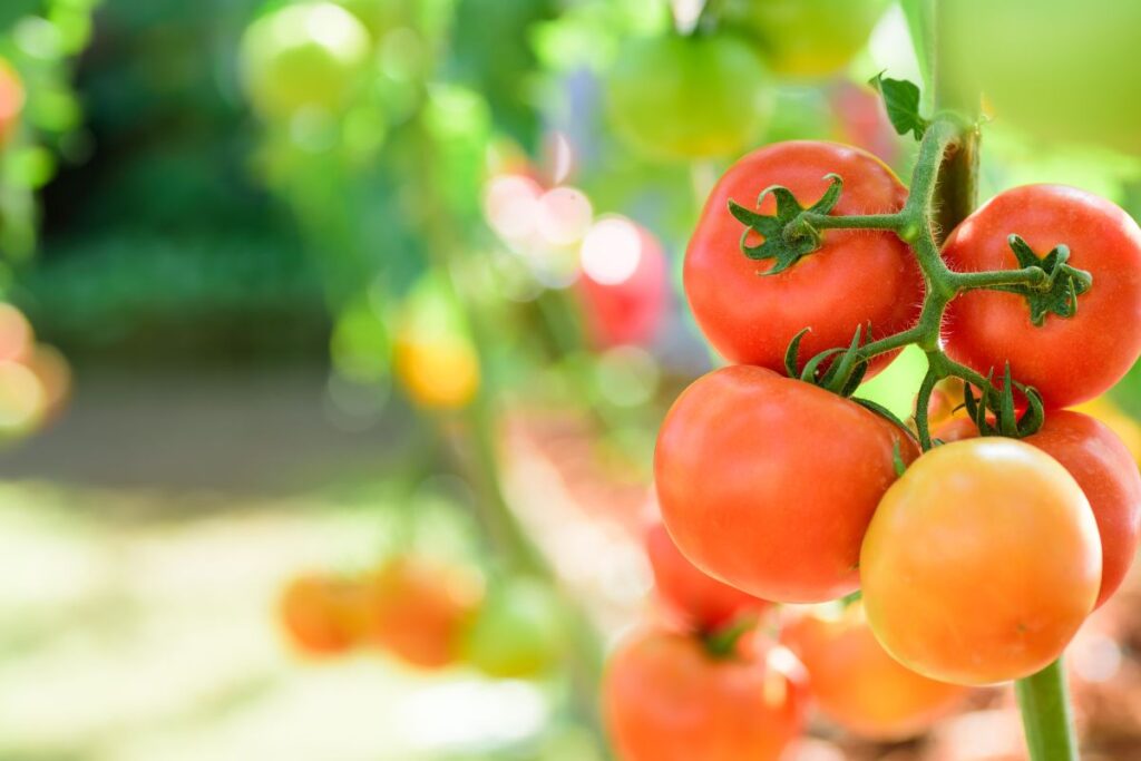 9 Best Ways To Make Garden Tomatoes Ripen Faster