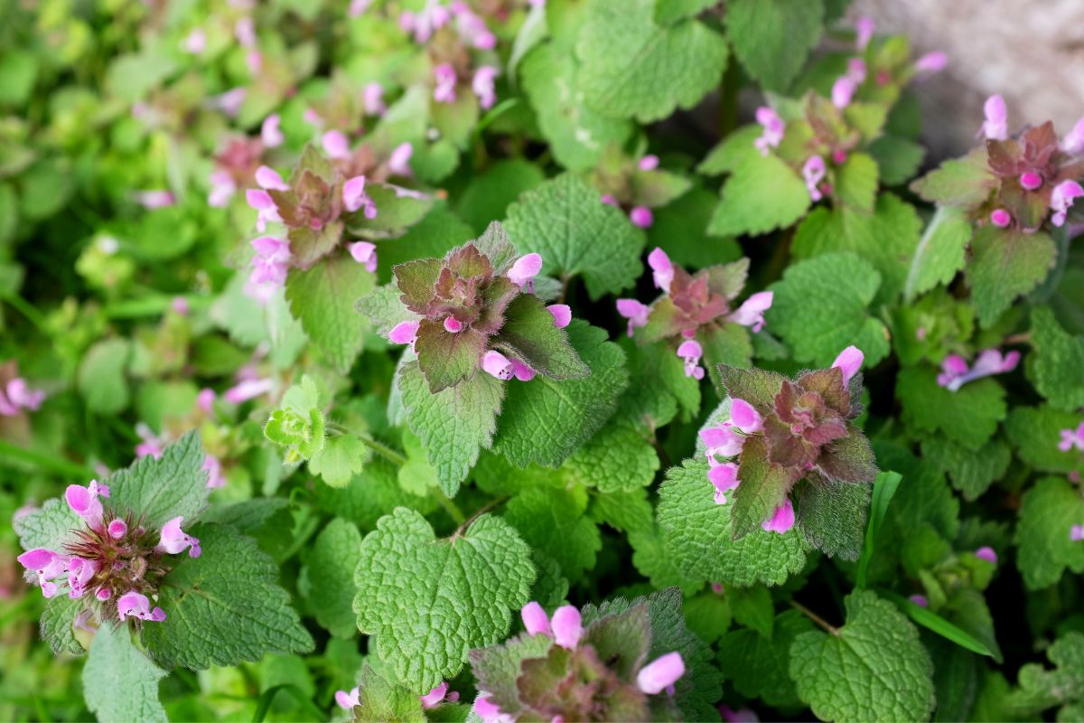 Fascinating Dead Nettle Ground Cover Pictures