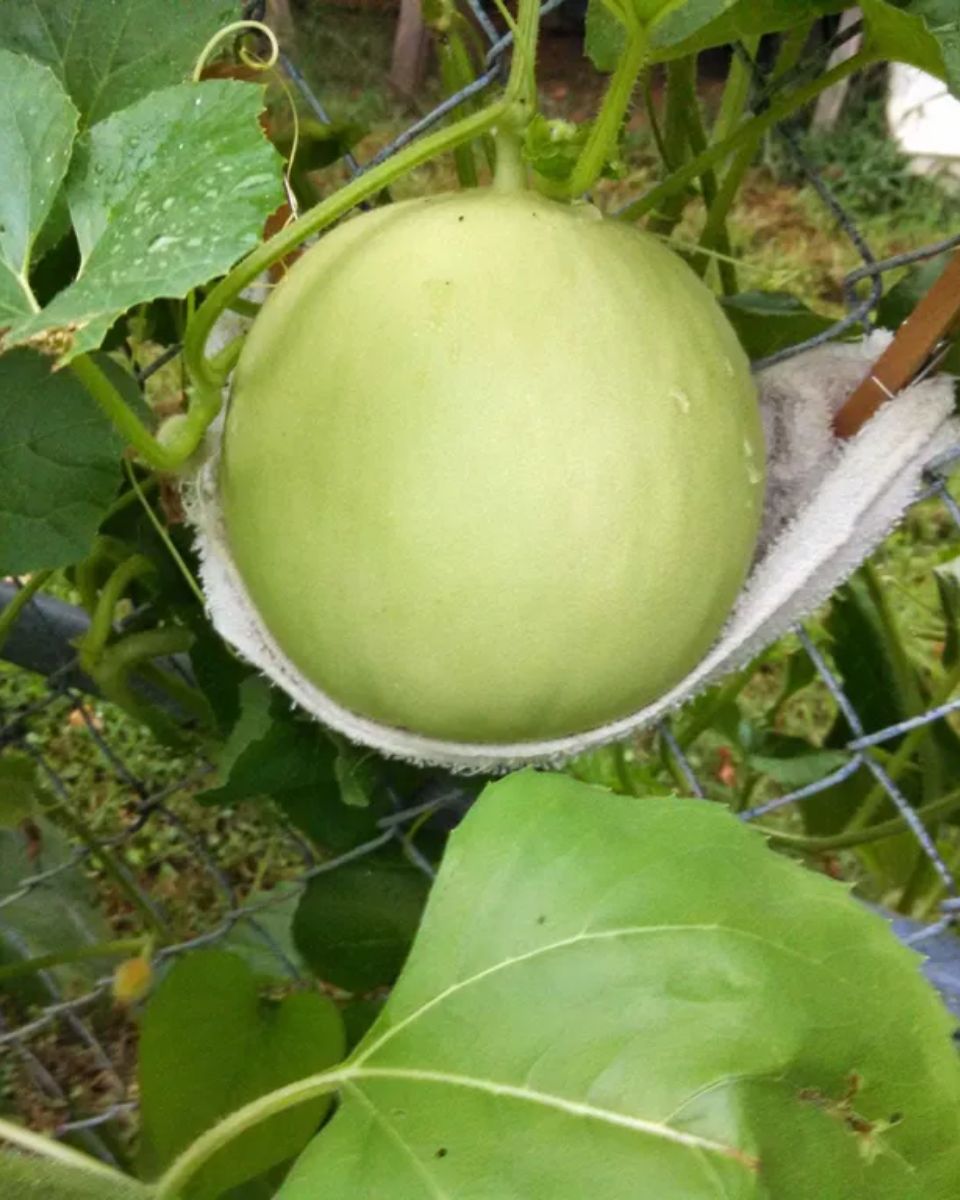 How to Grow Melons Easy Tips for Juicy Harvests