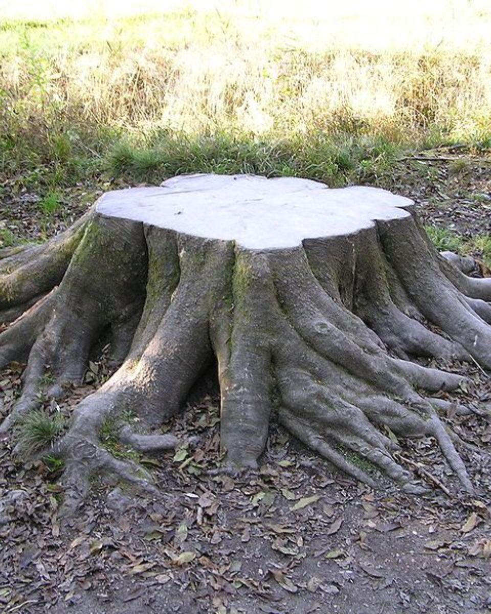 Killing Tree Roots with Bleach: Quick and Easy Guide