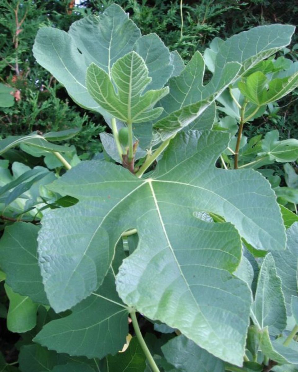 Most people know about figs, but they don't realize how important fig