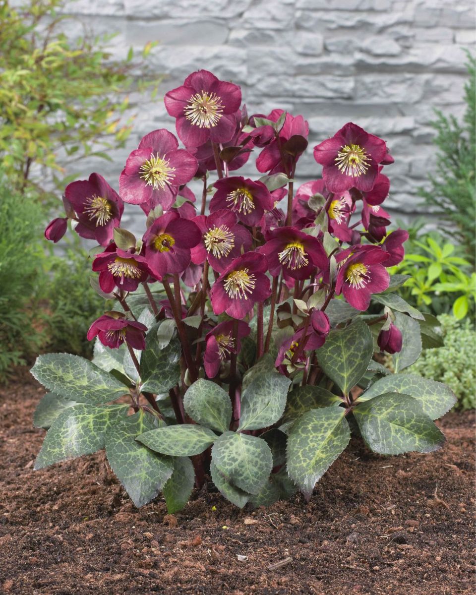 Where To Plant Hellebores For The Best Flower Display