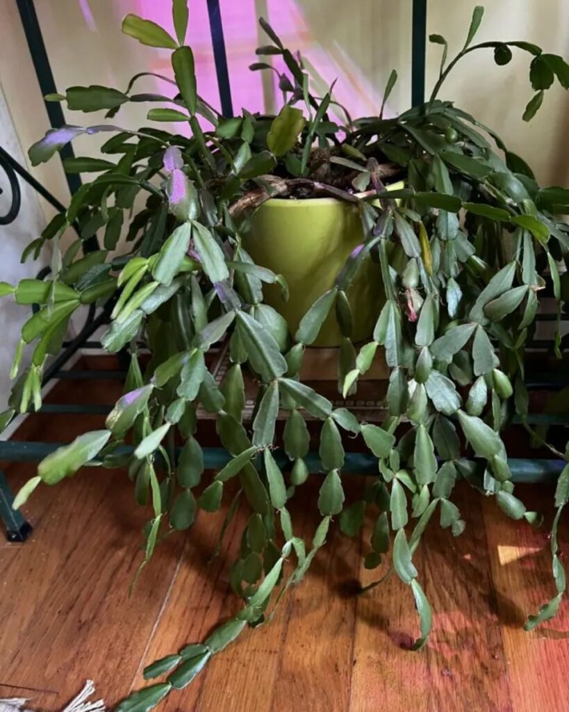 house-garden-mollyshomeguide