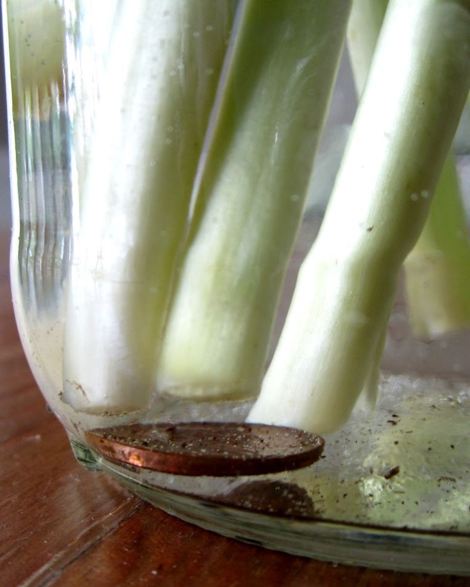 Why do florists put pennies in vases? Find out this secret trick.