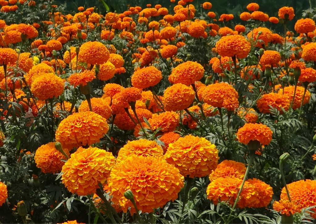 marigolds