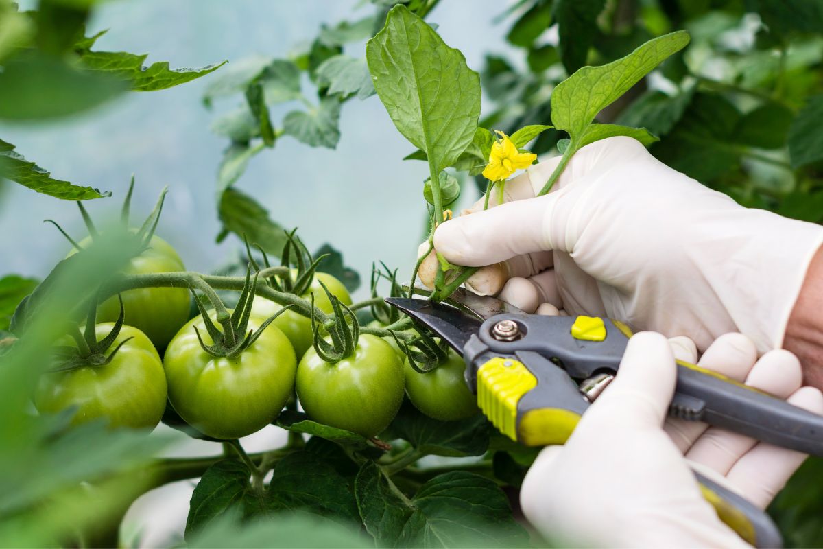 How To Prune Tomato Plants To Increase Your Harvest