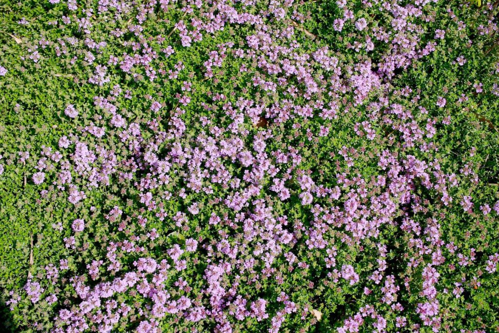 10 Low-Maintenance and Flowering Ground Cover Plants