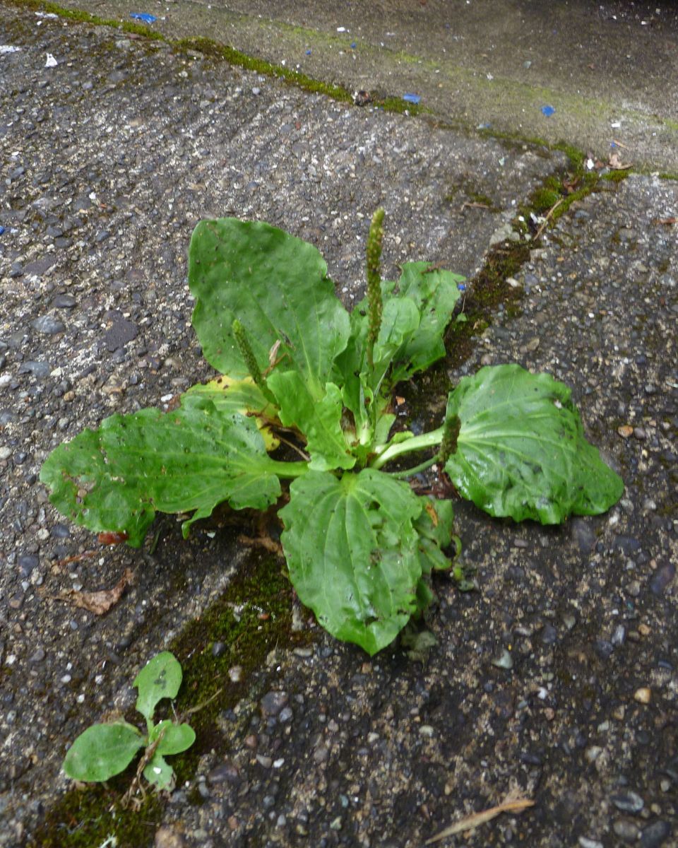 Using Salt to Kill Weeds Easy DIY Guide