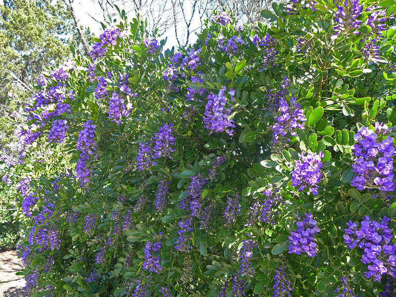 Texas Mountain Laurel