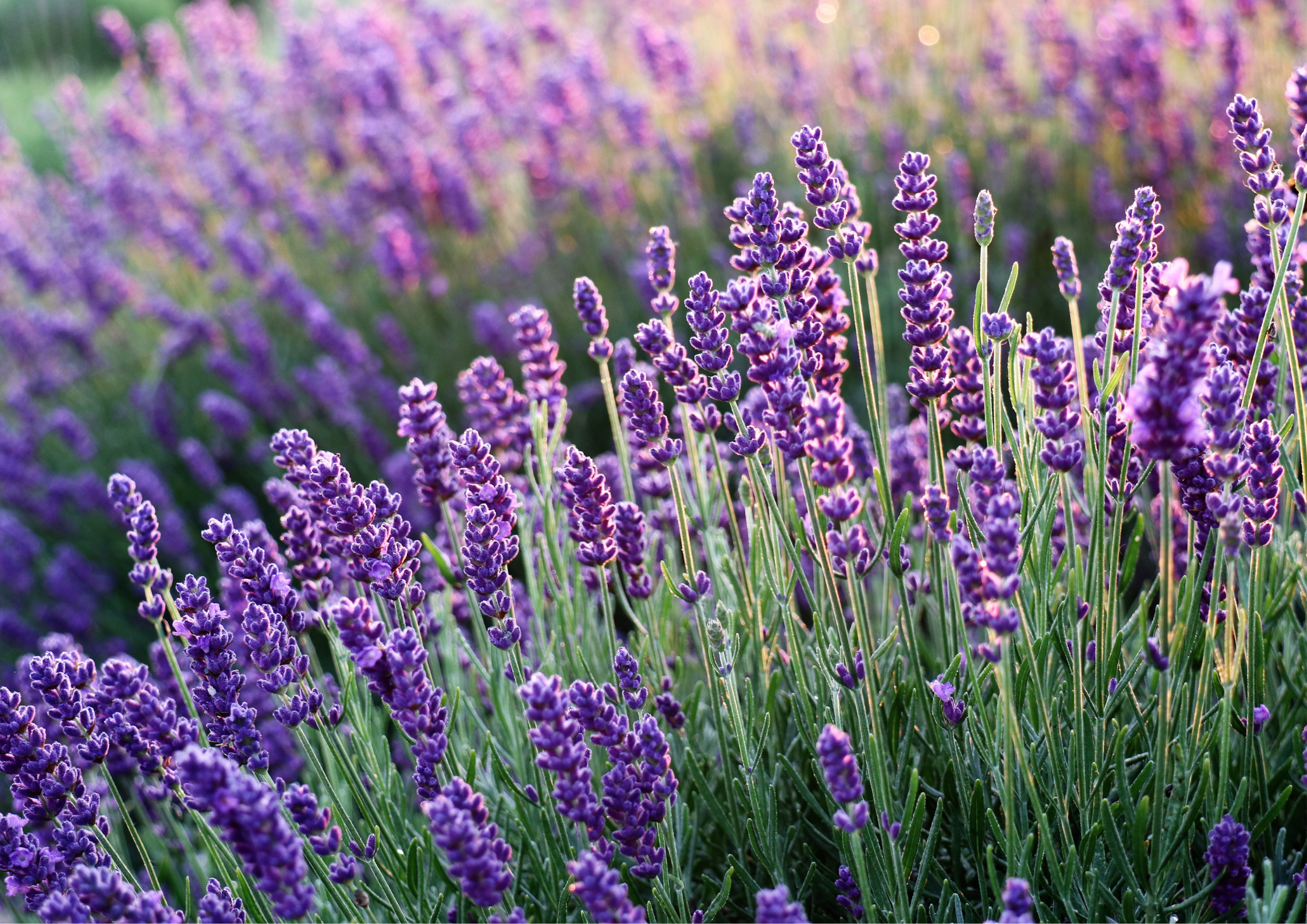 lavender