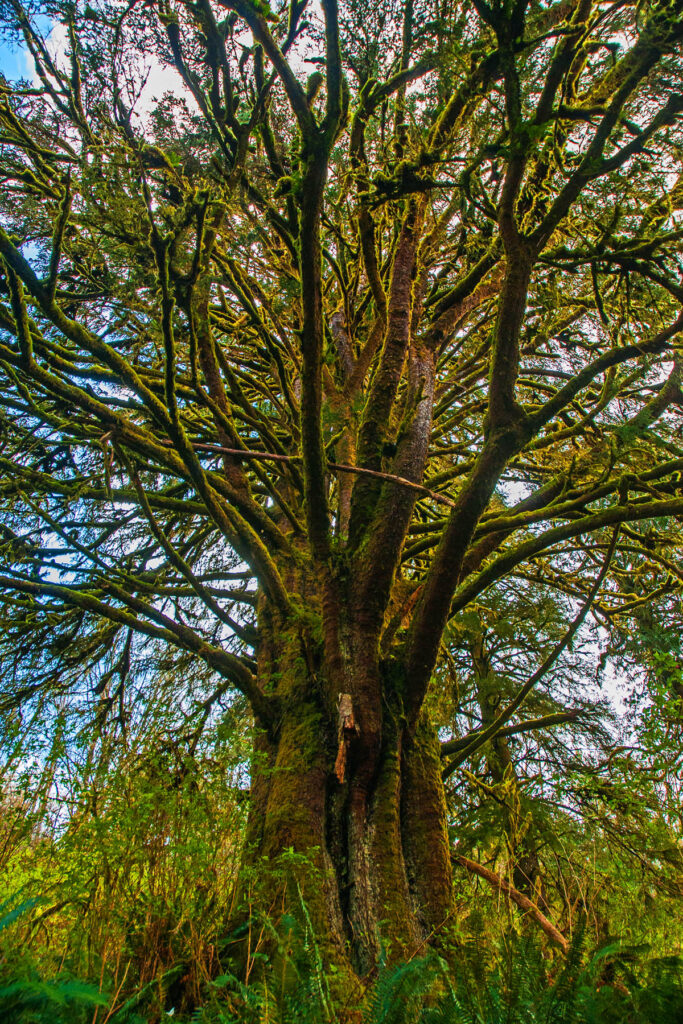 Cypress Tree