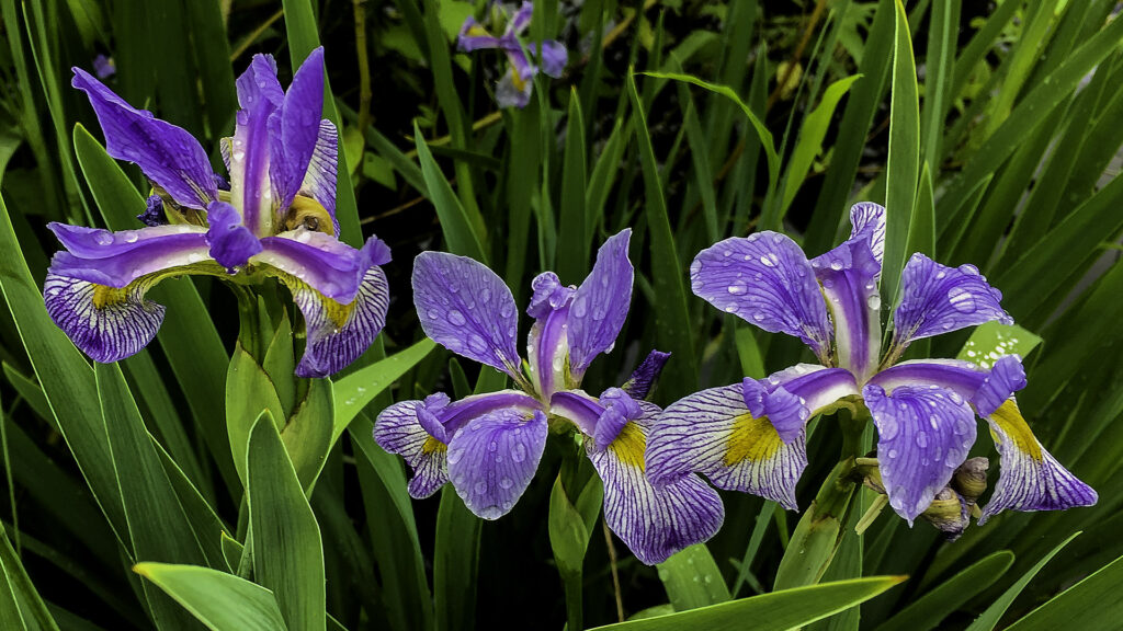 Blue Flag Iris