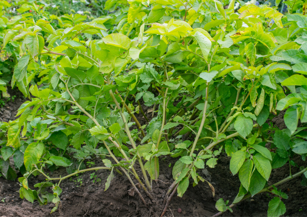 potato plants