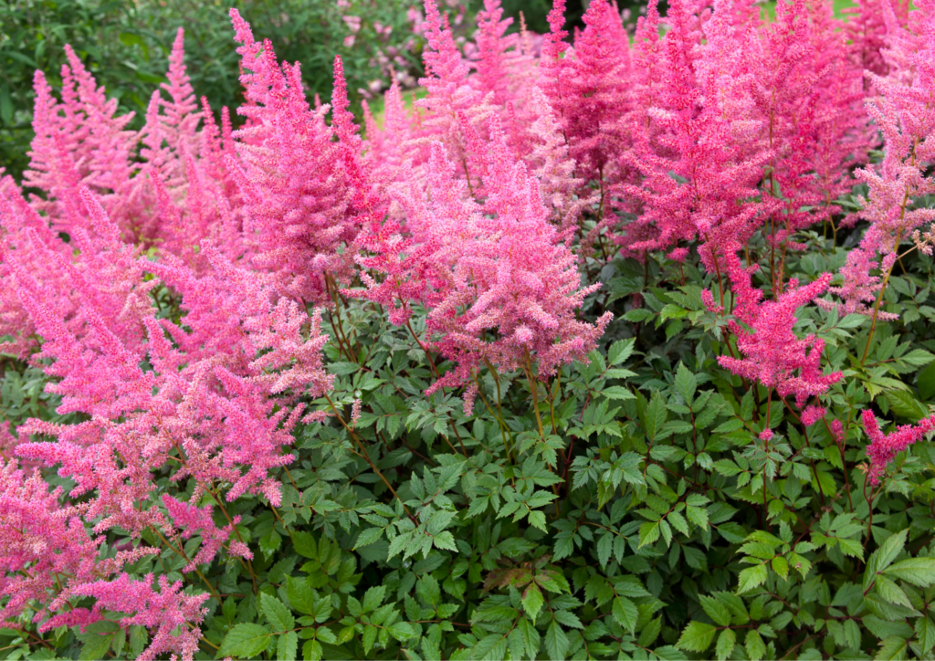 astilbes