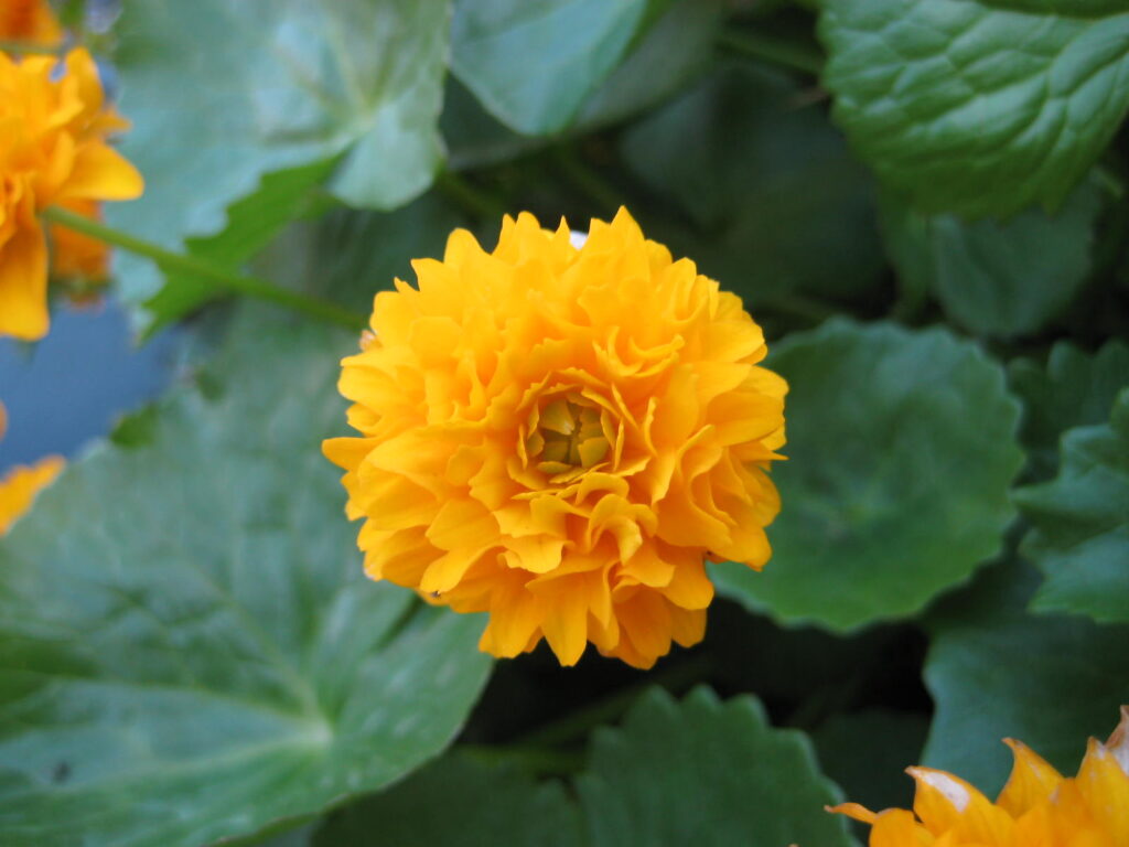 Marsh Marigold