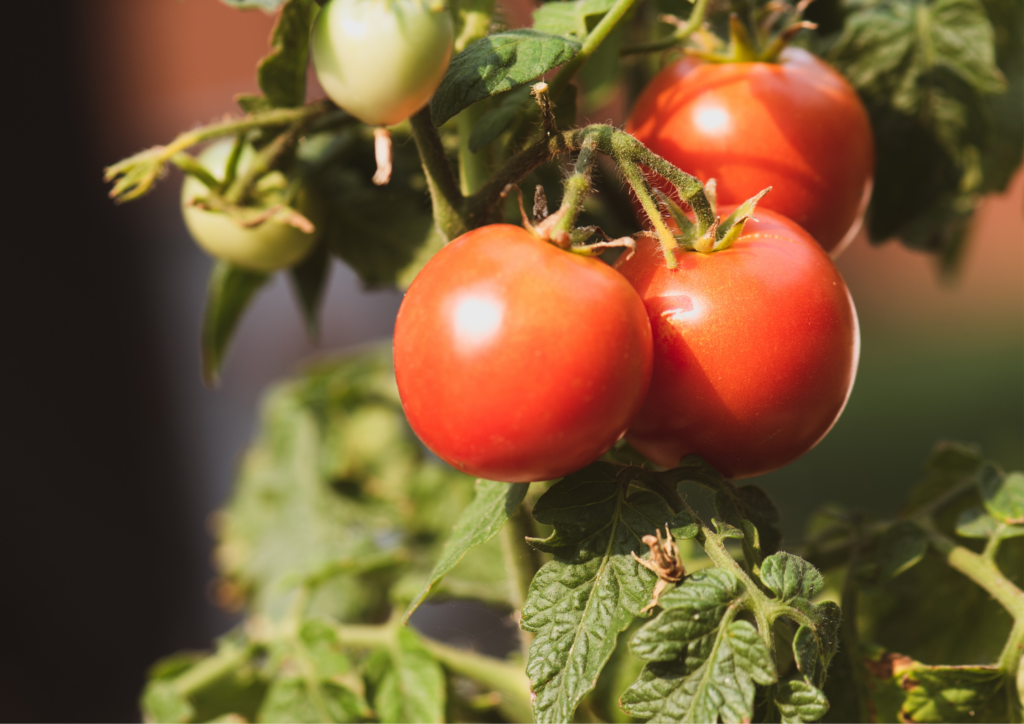 tomato plants