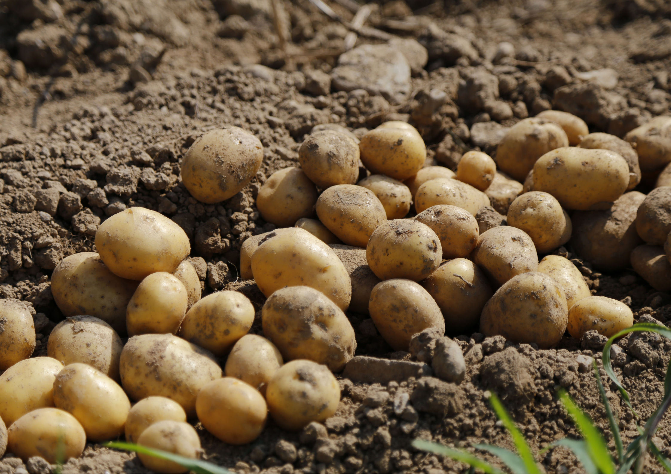 potatoes