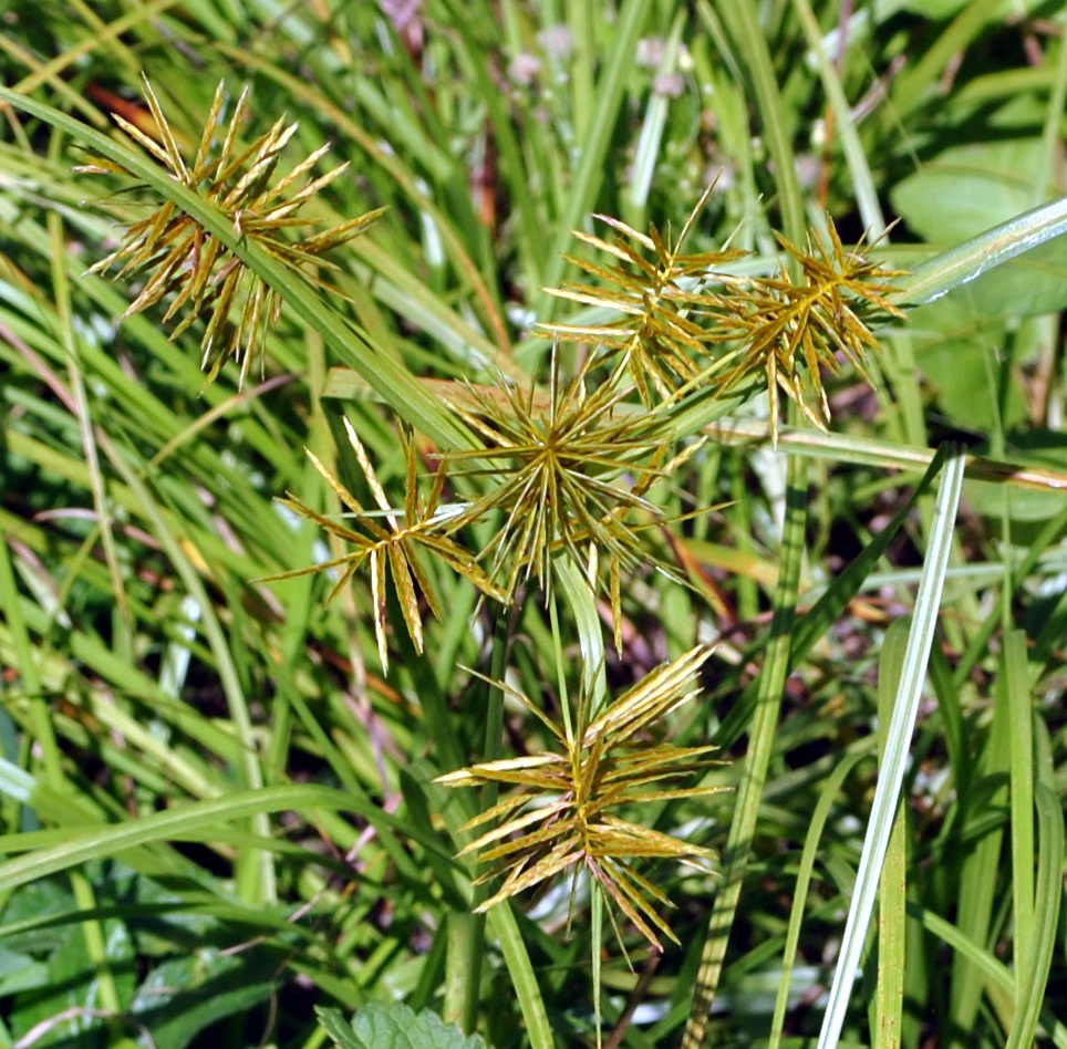 Sedges