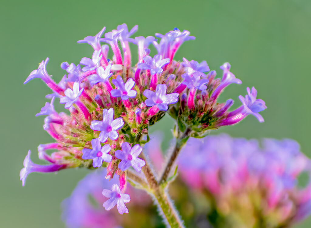 Swamp Milkweed