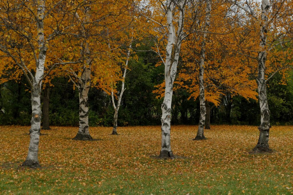 Birch Tree