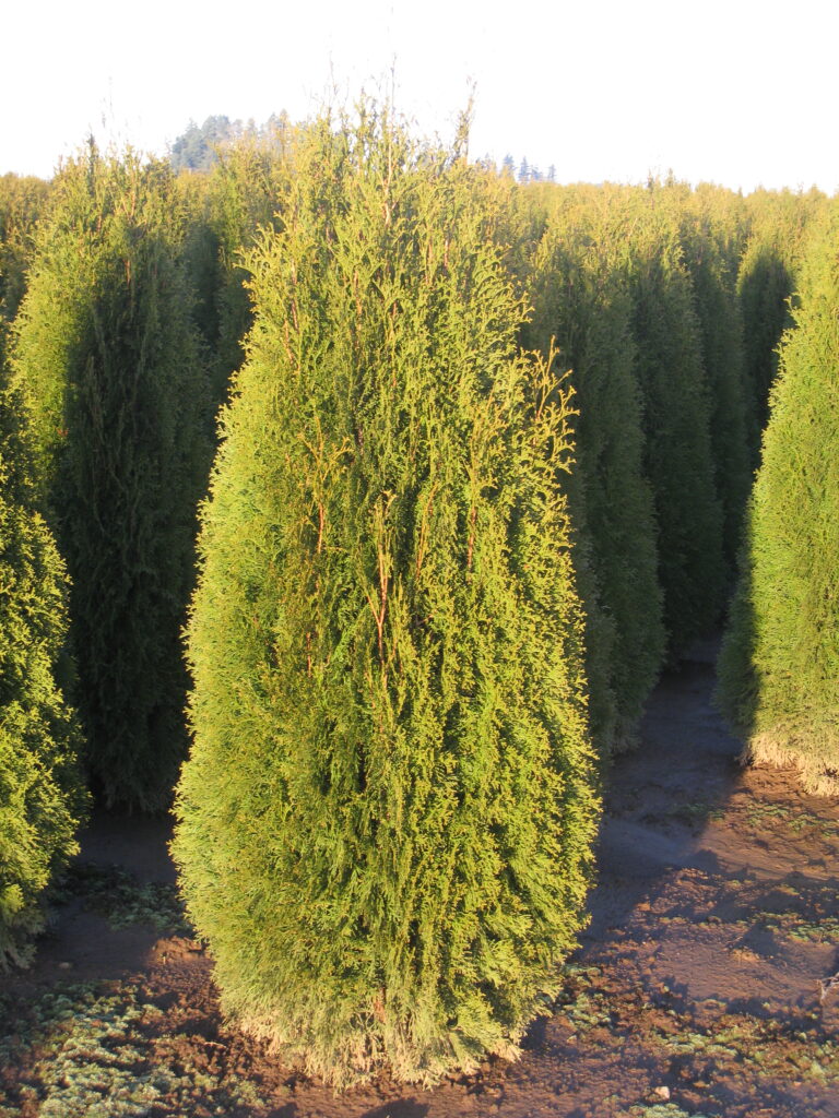 Arborvitae