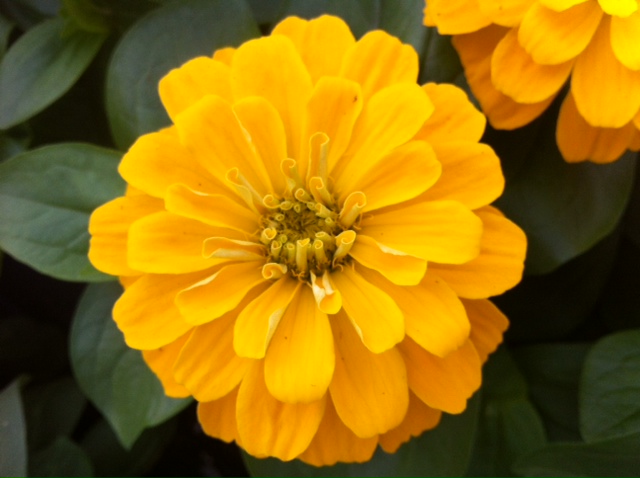 Zinnia Magellan
