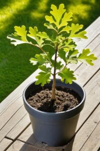 7 Tactics To Grow An Oak Tree From An Acorn