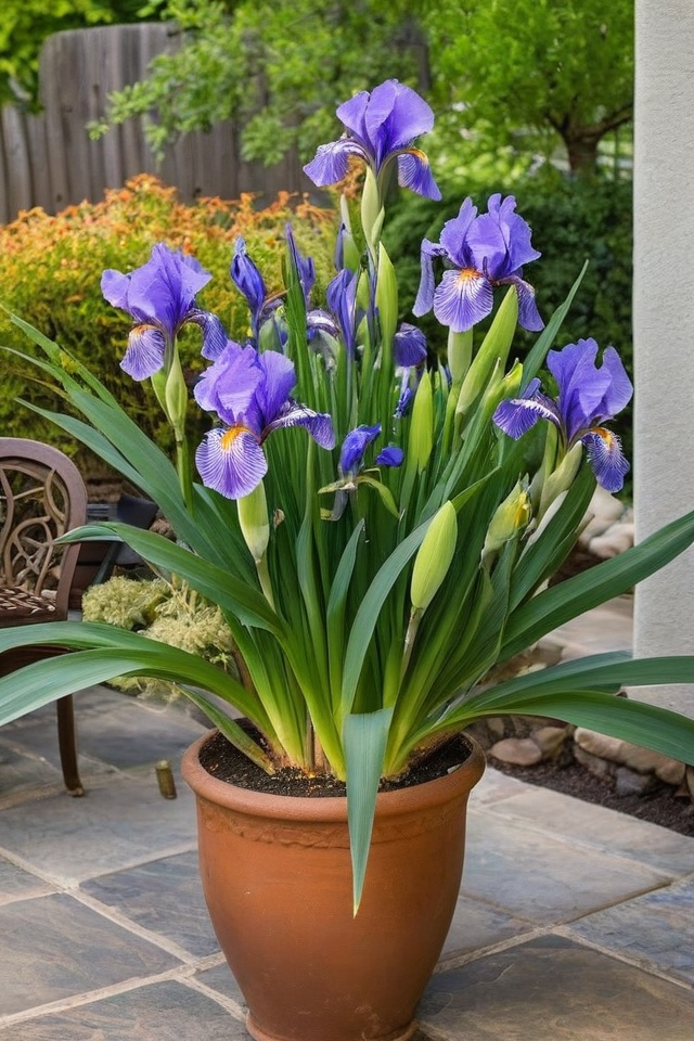 7 Tactics To Grow Iris In Pots