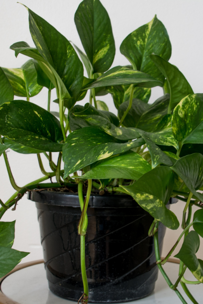 Pothos Indoor Plant