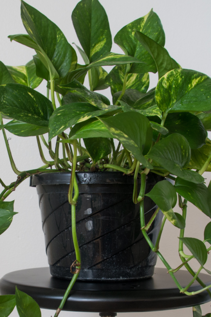 Pothos Indoor Plant