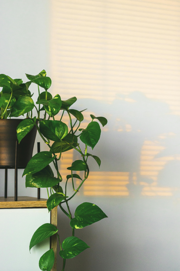 Pothos Indoor Plant