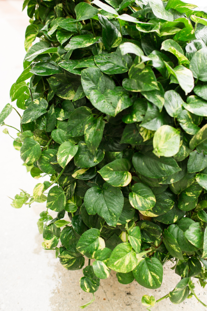 Pothos Indoor Plant