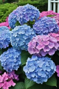 9 Tactics To Grow Hydrangeas Shrubs From Clippings And Cuttings