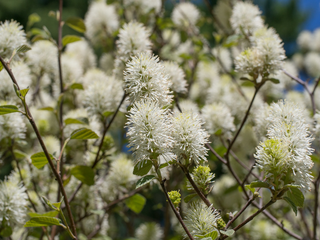 Fothergilla