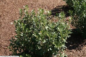 10 Moisture-Tolerant Shrubs That Thrive in Wet Soil