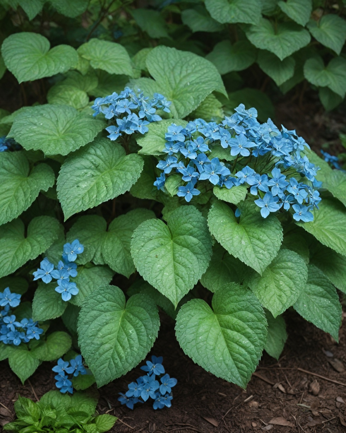 Brunnera