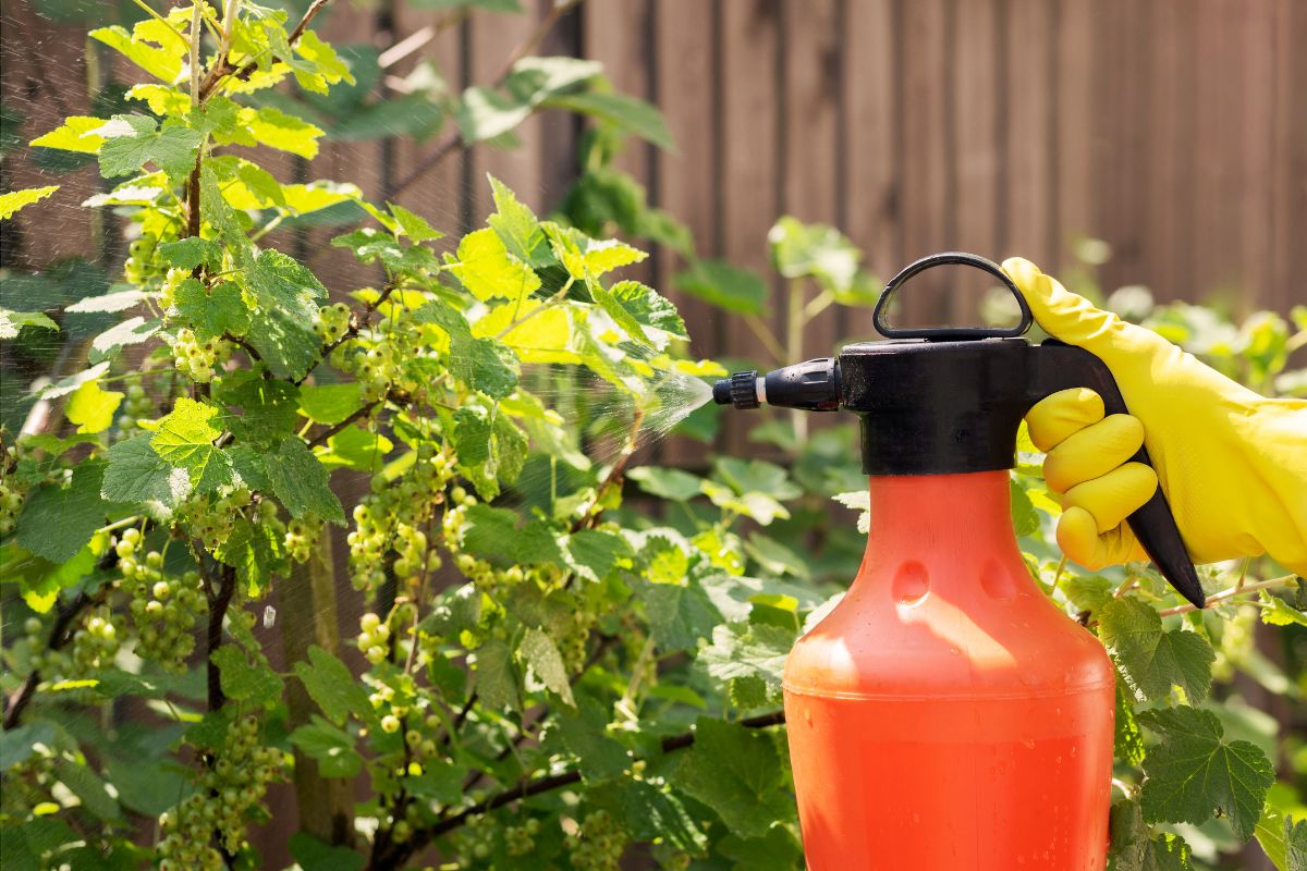 Garlic Saved My Garden From Mosquitoes, Bugs ans Other Pests. Here’s How.