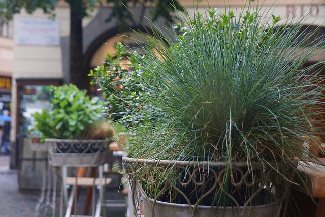 Blue Fescue in pot