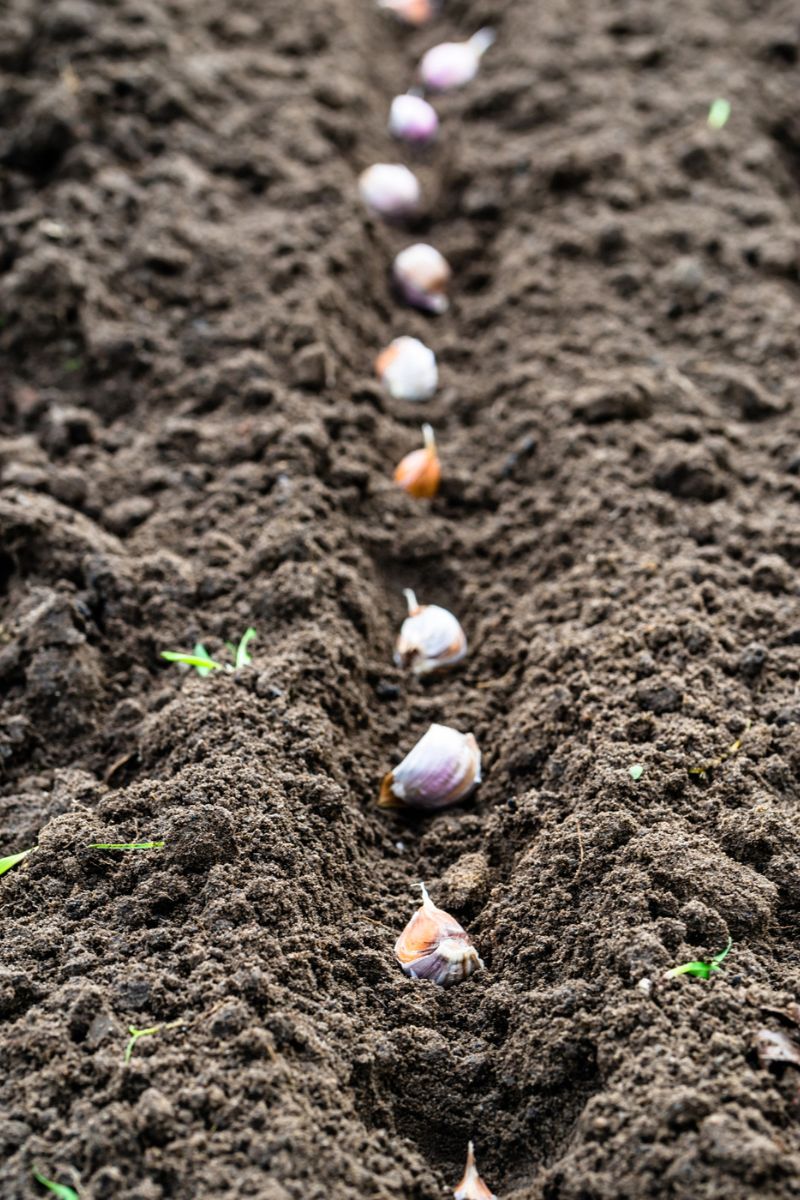 Garlic Saved My Garden From Mosquitoes, Bugs ans Other Pests. Here’s How.