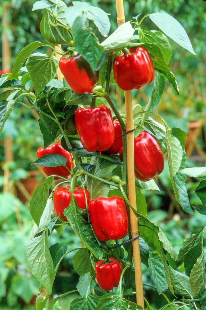 6 Easy Ways to Use Epsom Salt to Grow the Best Bell Peppers Ever