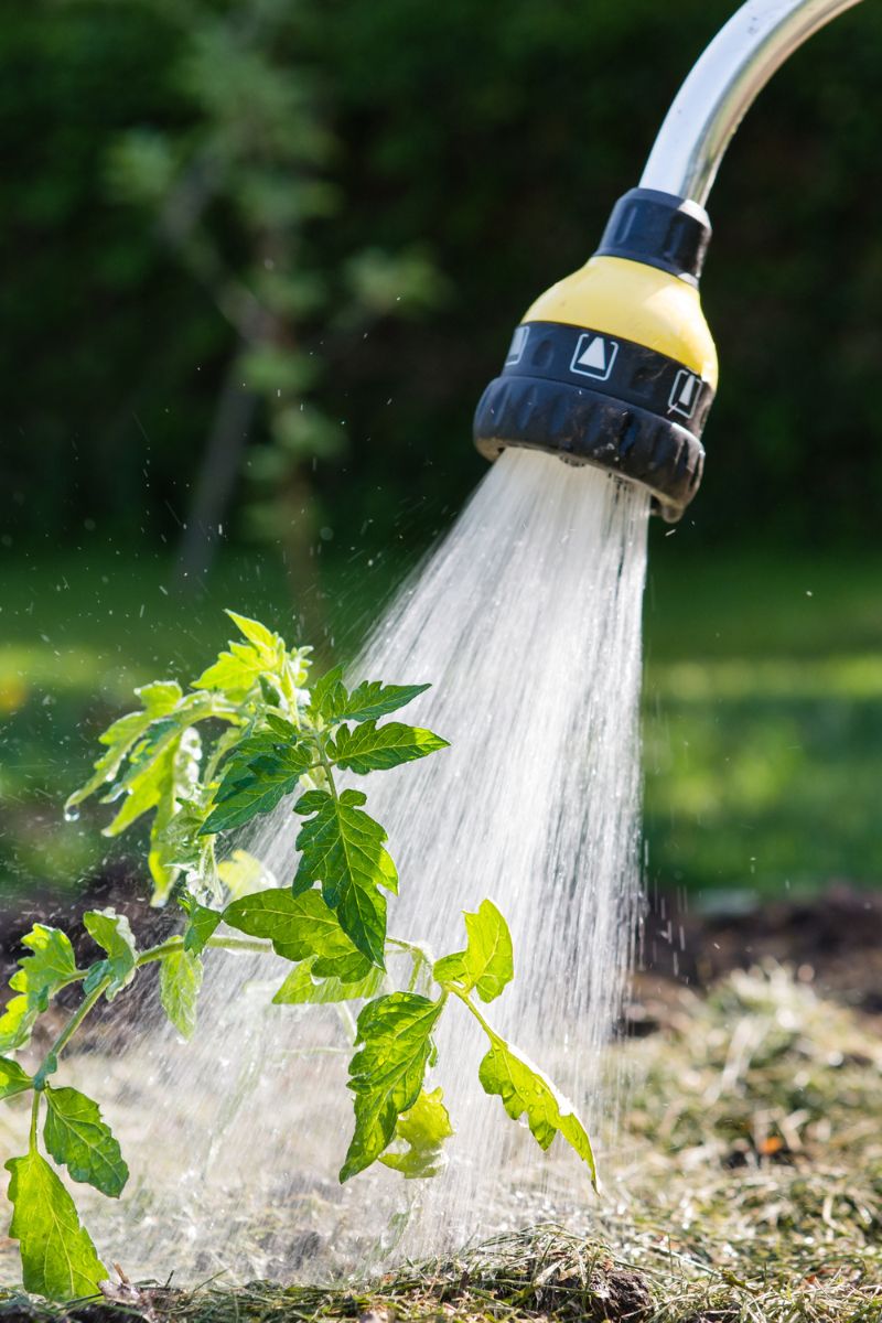 6 Typical Mistakes to Avoid When Watering Tomato Plants