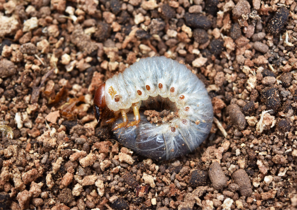 grubs